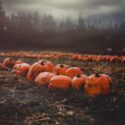 Pumpkins in a field.