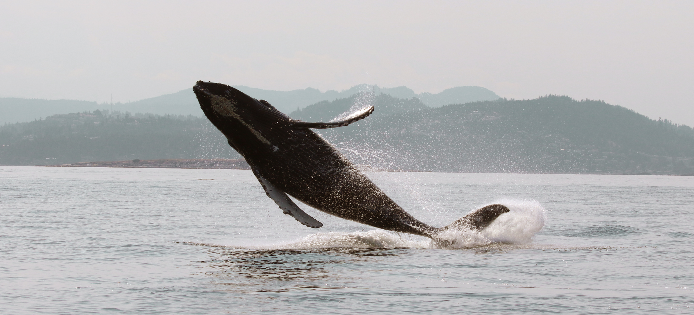 A humpback whale breaches the ocean surface, soaring into the air. The background features the mountainous coastline of Vancouver Island.