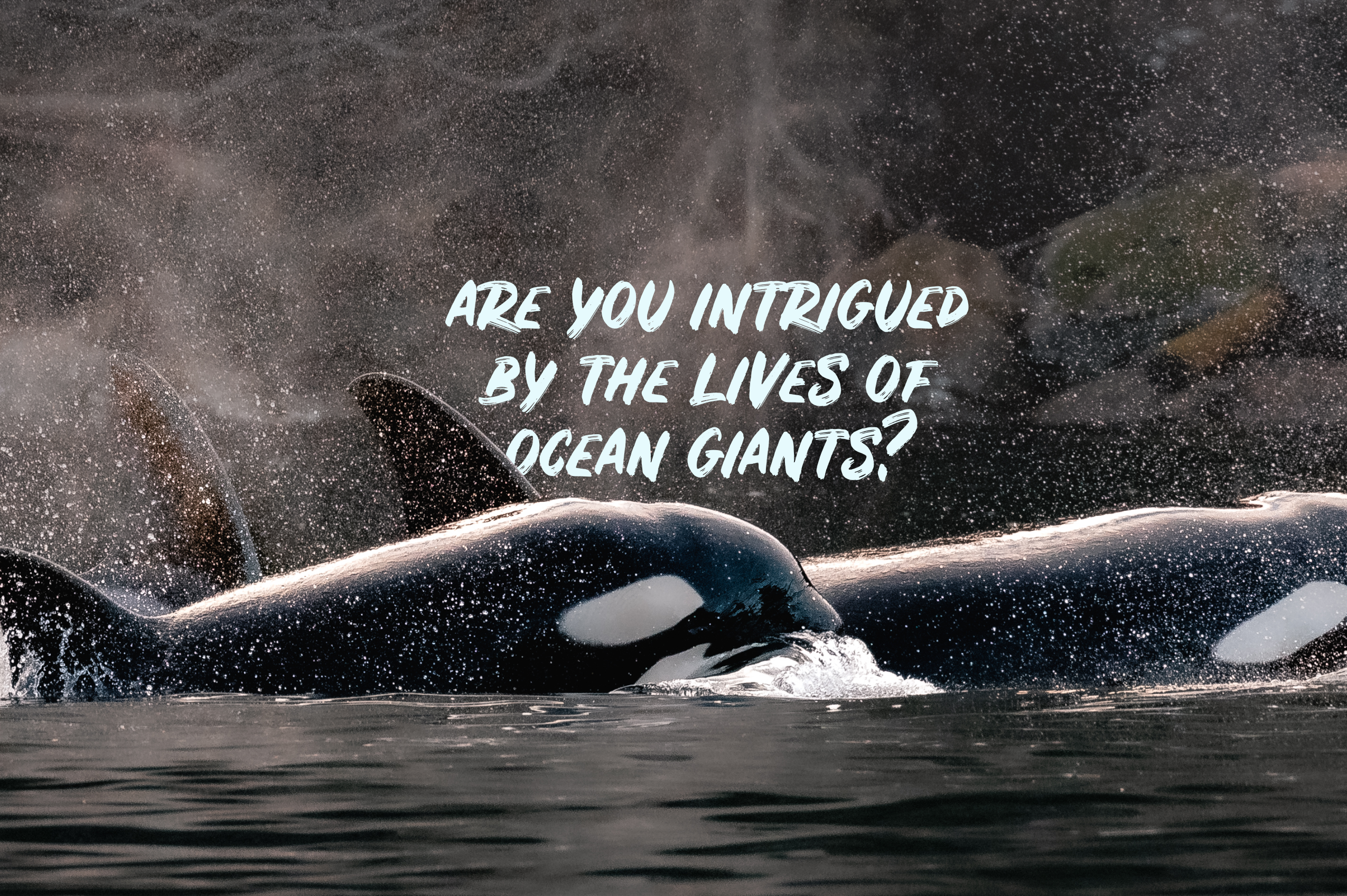 A close-up of whales swimming through misty waters. Overlaying the image is bold white text that reads, 